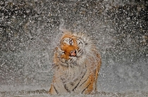 Busaba the Indochinese Tigress National Geographic  st place photo 