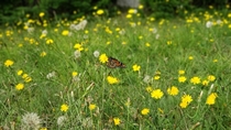 Butterfly at the top of Kancamagus Highway  in NH  x