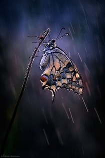 Butterfly in the rain unknown Photo by Antonio Grambone  x-post rawwducational