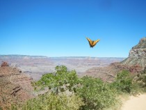 Butterfly over the Grand Canyon 