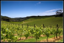 Cable Bay Vineyard in New Zealand 