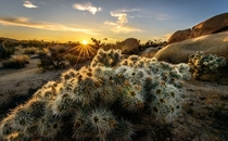 Cacti in the Joshua Tree National Park California  Photo by Truyen Nguyen