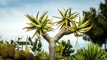 Cactus Tree Fuerteventura 