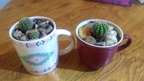 Cactuses in cups