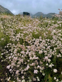 California Buckwheat  Eriogonum fasciculatum flowering everywhere in the San Gabriel Mountains