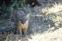California island fox 