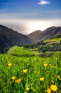 California poppies along Californias Big Sur coast 