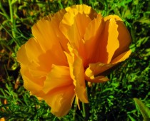California Poppy Eschscholzia californica 