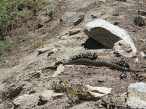 California Rattlesnake for scale that sugar pine cone is about  long 