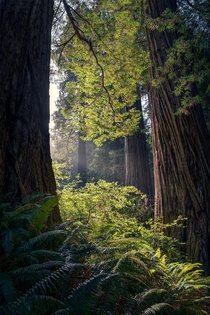 Californian redwoods  holysht