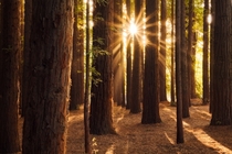 Californian Redwoods in the Yarra Valley Australia 