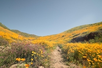 Californias recent super bloom reminds me of What Dreams May Come 
