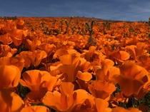 Californias wet winter has led to an incredible Super Bloom 