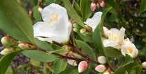 Camellia C lutchenensis 