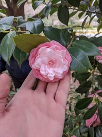Camellia japonica - Unknown cultivar 