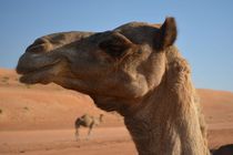 Camels at Wahiba Sands Oman 