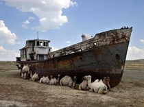 Camels sitting in the shade of an abandoned boat on the dried up Aral Sea