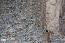 Can you spot a Snow Leopard Uncla uncla stalking bharal blue sheep Pseudois nayaur 