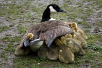 Canadian goose Branta canadensis sheltering her goslings 