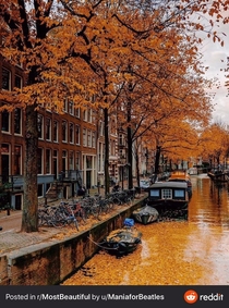 Canal flowing through the city dyed yellow with fall leaves Amsterdam the Netherlands