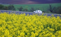 Canola cultivation area in Turkey is growing rapidly