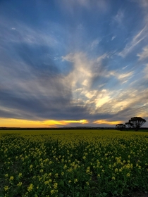 Canola Sunset Western Australia Ravensthorpe x OC
