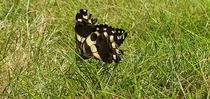 Captured this Moth in my garden 