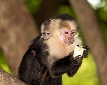 Capuchin mother and her baby Costa Rica a while back 