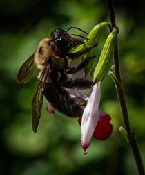 Carpenter Bee Xylocopa on Hot Lips Palicourea elata  OC