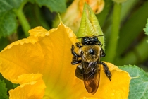 Carpenter Bee Xylocopa virginica 