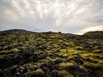 Carpets of moss in Grindavk Iceland 