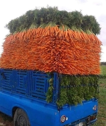Carrot delivery