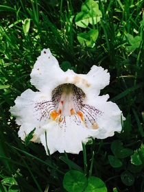 Catalpa flower