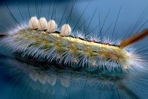 Caterpillar Malacosoma americanum  