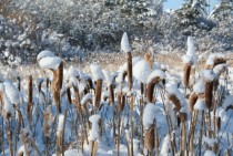 Cattails in snow Lewistown MT 