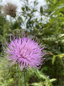 Caught paying a little visit to the Tall Thistle Cirsium Altissimum