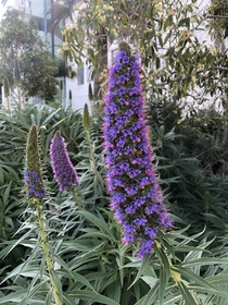 Caught this Pride of Madeira Echium Candicans showing off at Balboa Park in San Diego this morning 