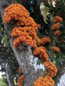 Cauliflory Asoka-tree blooms Saraca indica 
