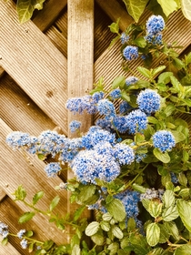 Ceanothus Arboreus complete with powder blue pom poms - cheers me up every year