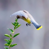 Cedar Waxwing in flight 