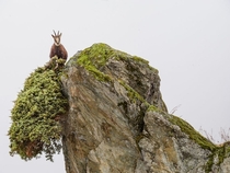 Chamois foraging in the high altitudes of Italys Gran Paradiso National Park photo by Stefano Unterthiner 