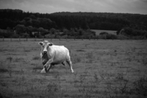 Charolais Cow Bos taurus seen on Motorcycle Roadtrip through France