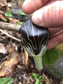 Check out the inside of this beautiful Jack in the Pulpit I found today Near Boone NC