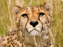 Cheetah Acinonyx jubatus 