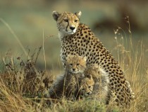 cheetah Acinonyx jubatus x