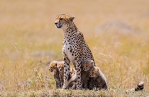 Cheetah Family by Mark Dumbleton 