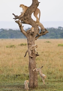 Cheetah family tree