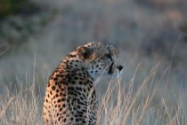 Cheetah In Golden Light 