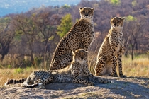 Cheetahs at a game reserve in South Africa  photo by Robert Bolton