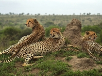 Cheetahs rest from their hunting exertions and survey the surrounding plains in South Africas Sabi Sand Reserve by Chris Martin 